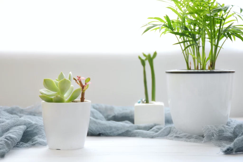 Succulent Green Leaves Thick Fleshy Blooming