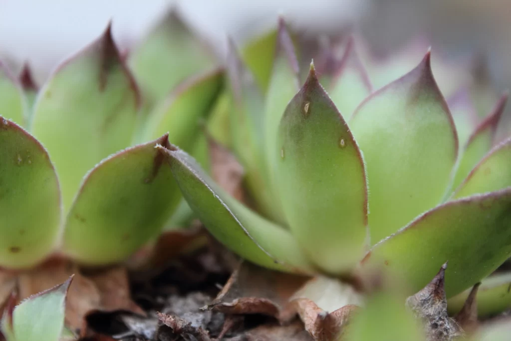 Succulent Green Leaves Thick Fleshy Macro