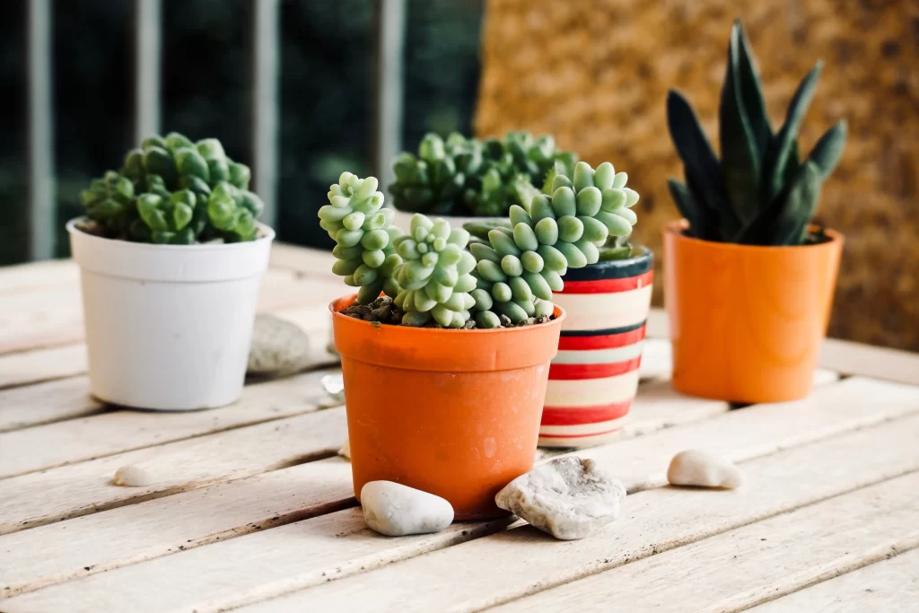 Succulent Green Orange Potted Rocks