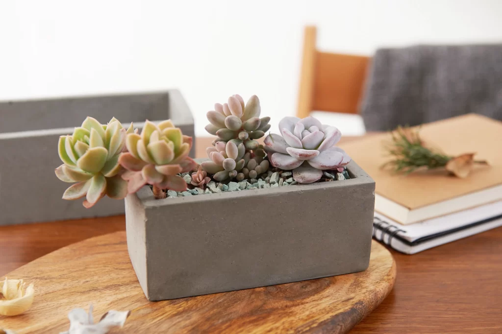Succulent Green Pink Leaves Thick Fleshy Blooming