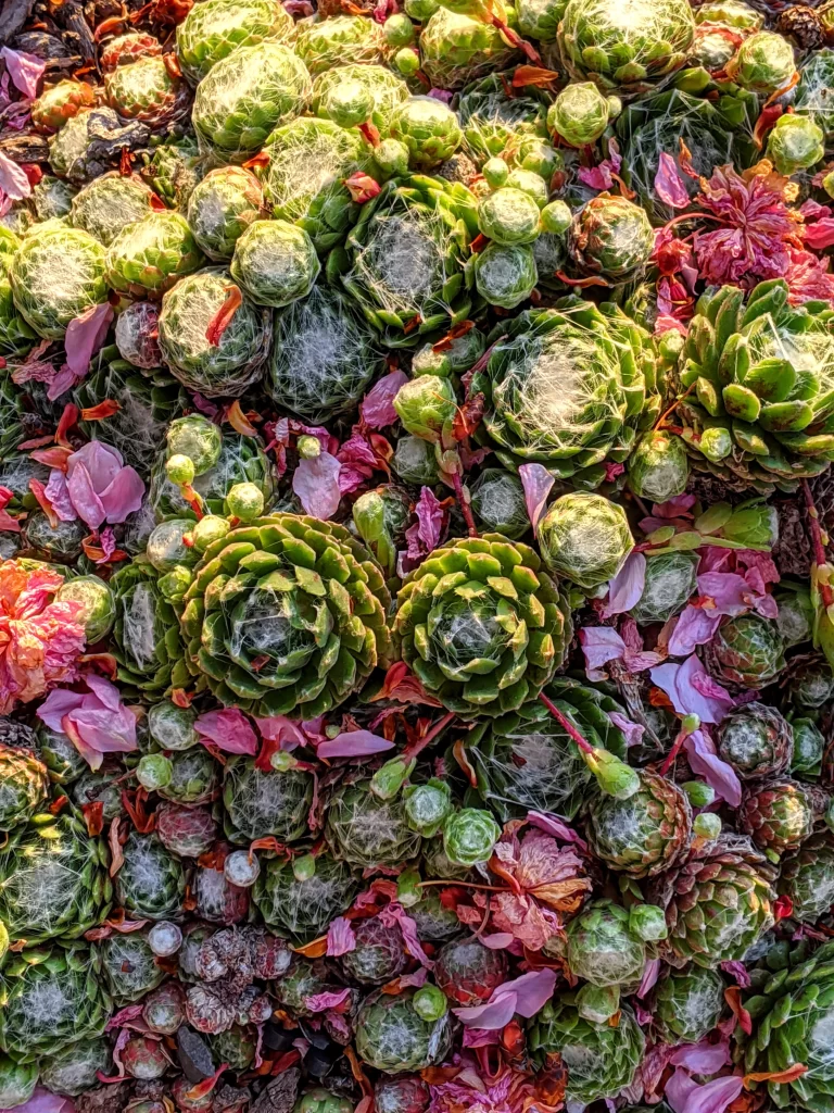 Succulent Green Pink Petals Close Up Garden Macro