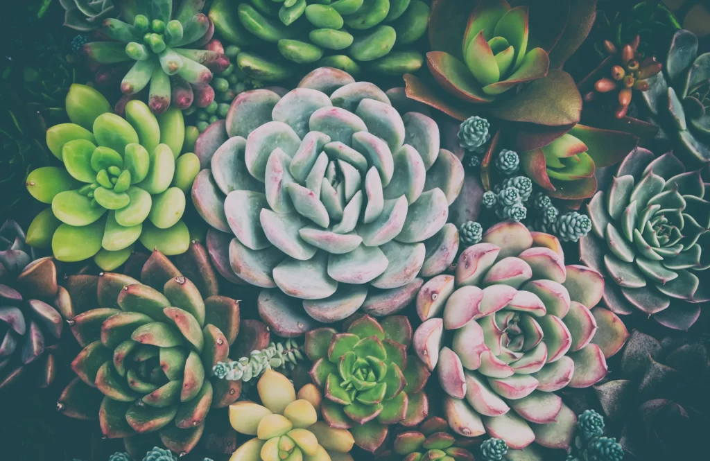 Succulent Green Pink Thick Leaves Close Up Garden