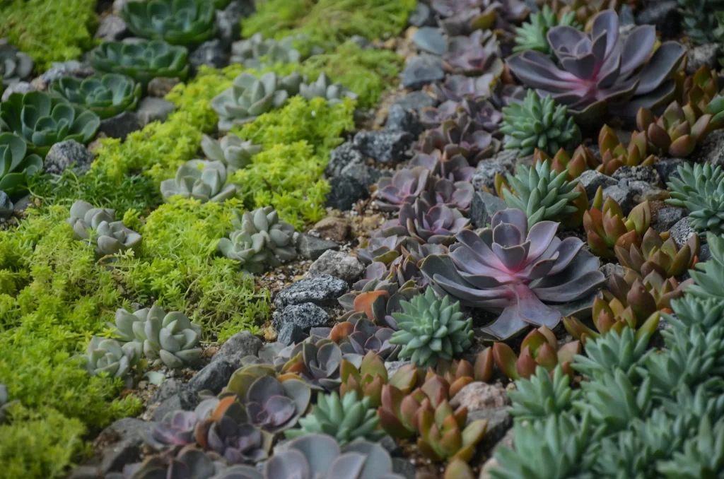 Succulent Green Purple Leaves Close Up Garden