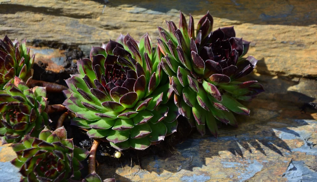 Succulent Green Purple Thick Leaves Close gray Up