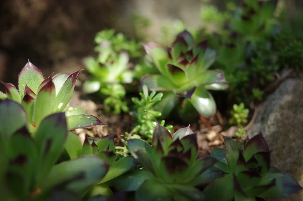 Succulent Green Purple Thick Leaves Close Up neutral Garden