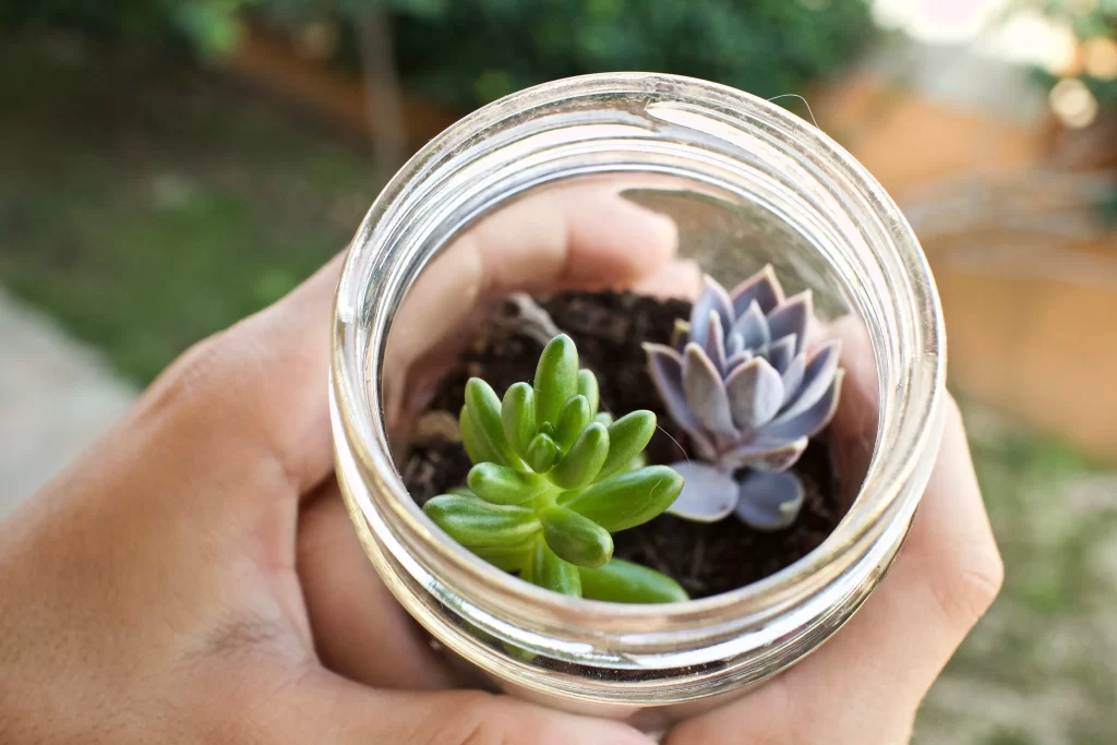 Succulent Green Purple Thick Leaves Close gray Up