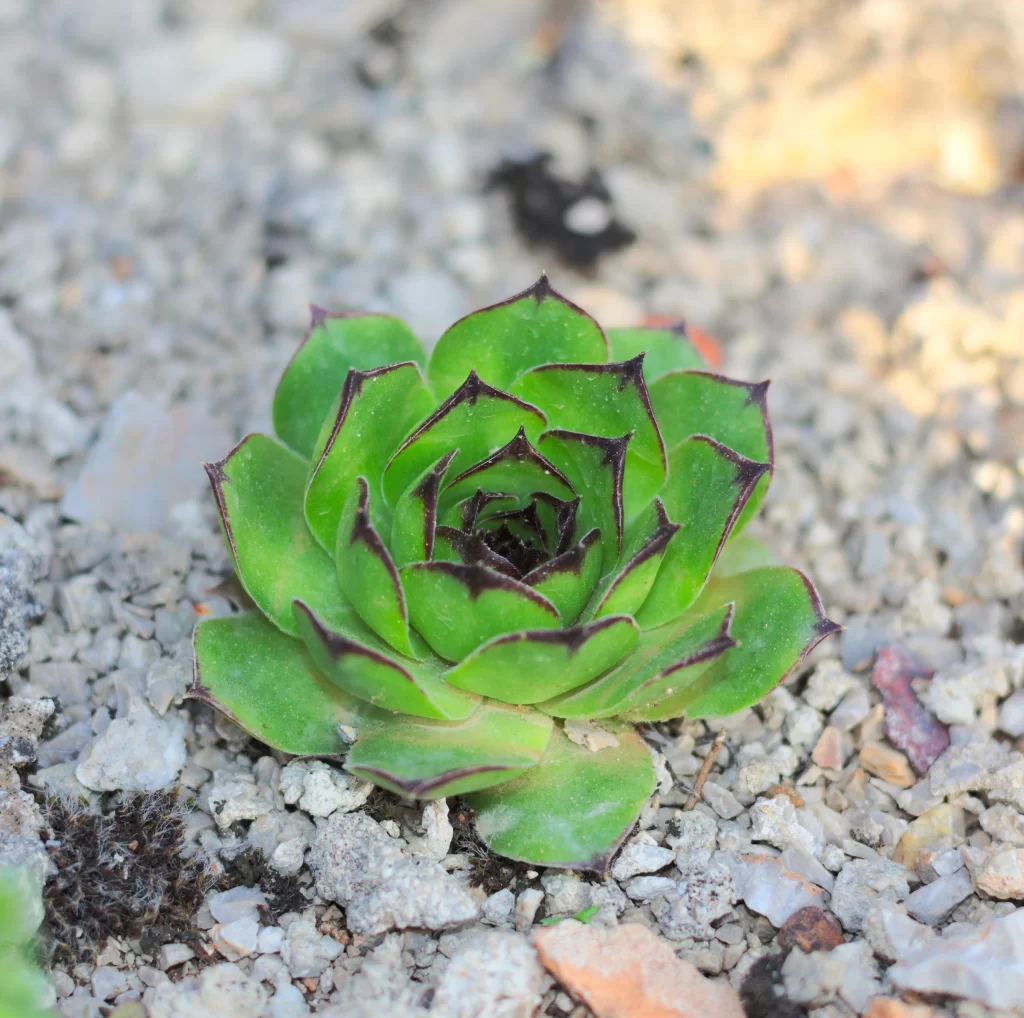 Succulent Green Purple Thick Leaves Close Up gray Garden