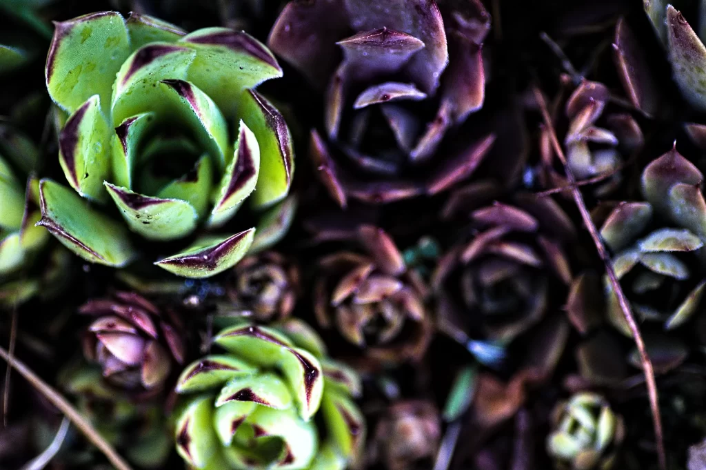 Succulent Green Purple Thick Leaves Close Up Macro