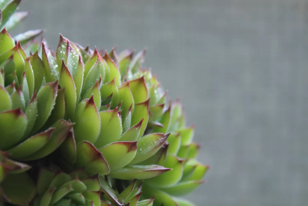 Succulent Green Red Edges Thick Leaves Close gray Up