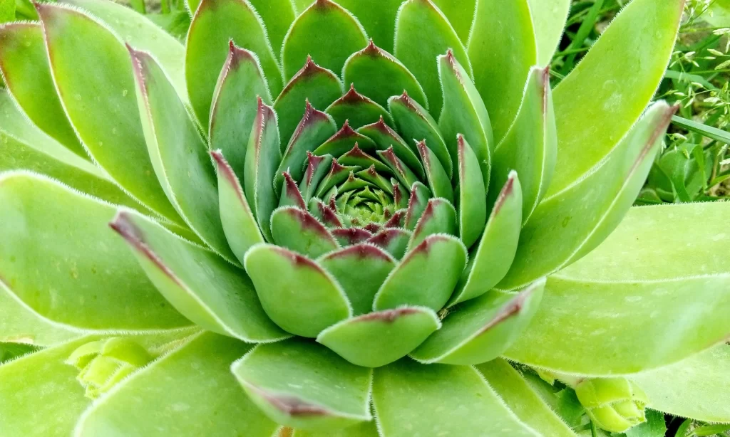 Succulent Green Red Edges Thick Leaves Close Up Garden