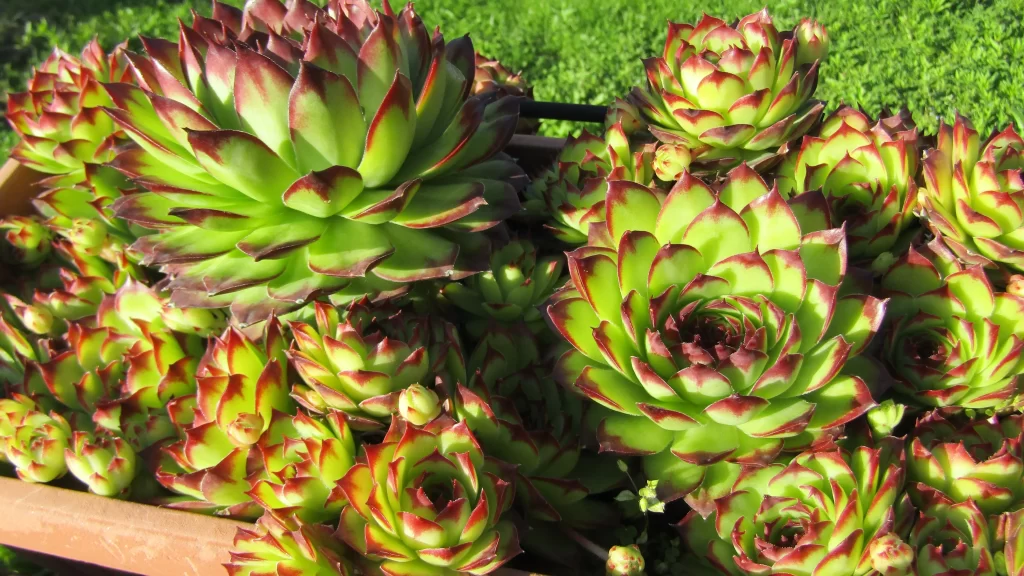 Succulent Green Red Edges Thick Leaves