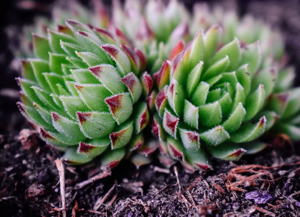 Succulent Green Red Edges Thick Leaves Close gray Up