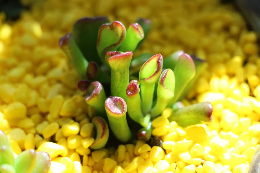 Succulent Green Red Edges Thick Leaves Close Up Macro