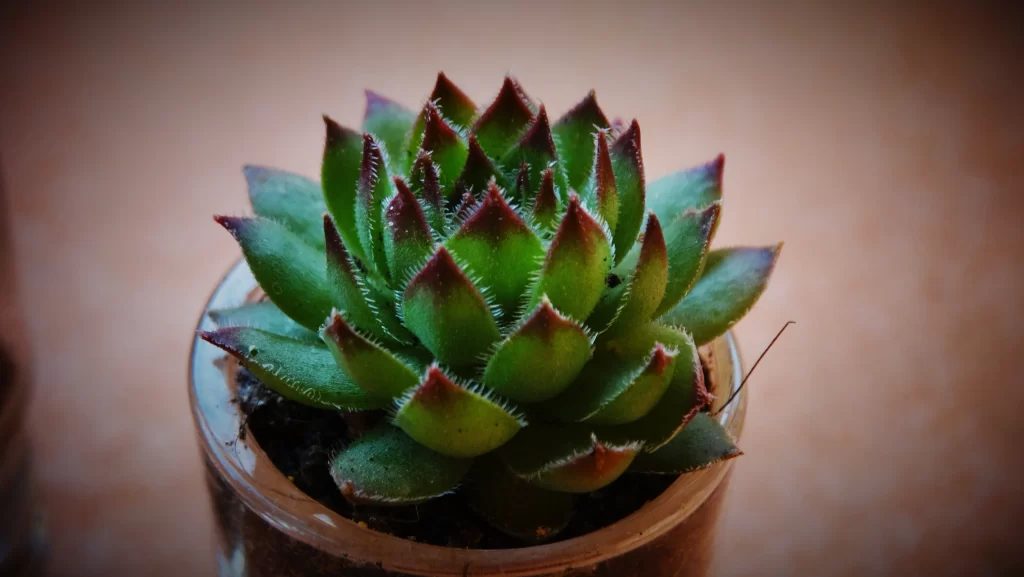 Succulent Green Red Edges Thick Leaves Close gray Up