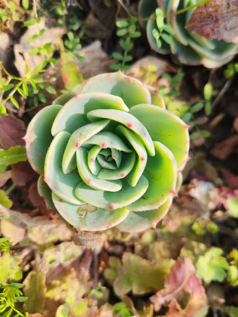 Succulent Green Red Edges Rosette Shape Fleshy Leaves