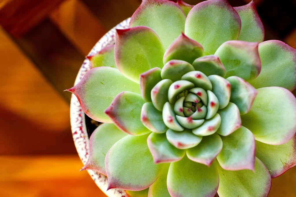 Succulent Green Red Edges Thick Leaves Close neutral Up