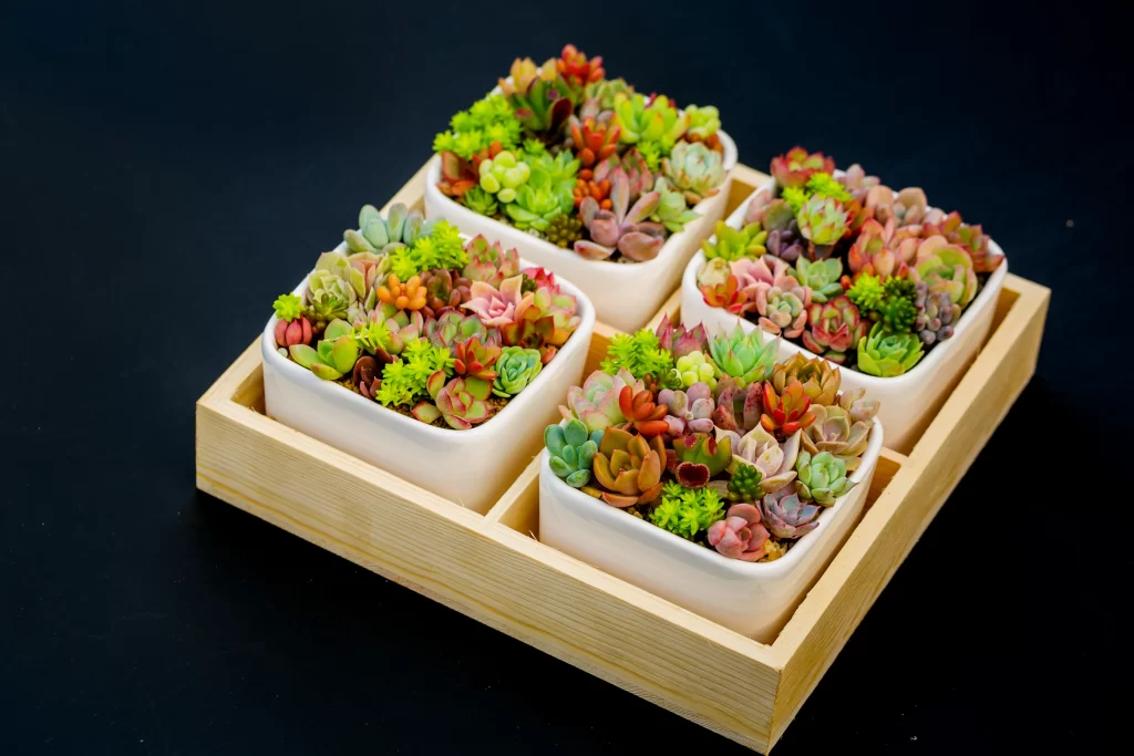 Succulent Green Red Pink Thick Leaves