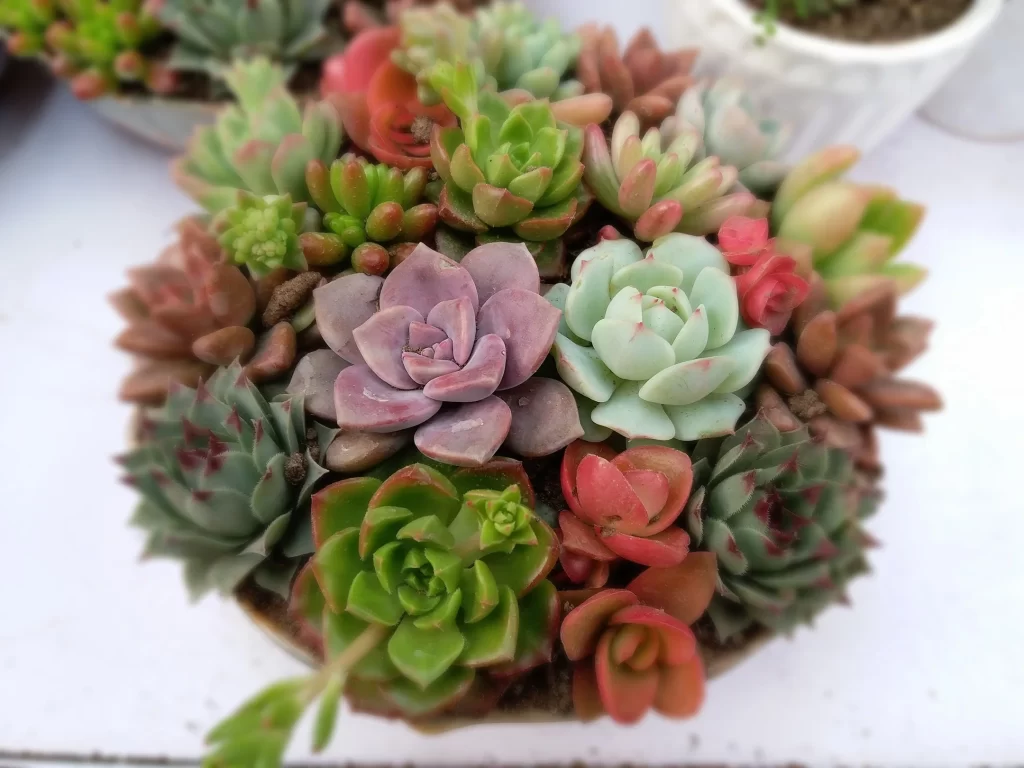 Succulent Green Red Purple Thick Leaves