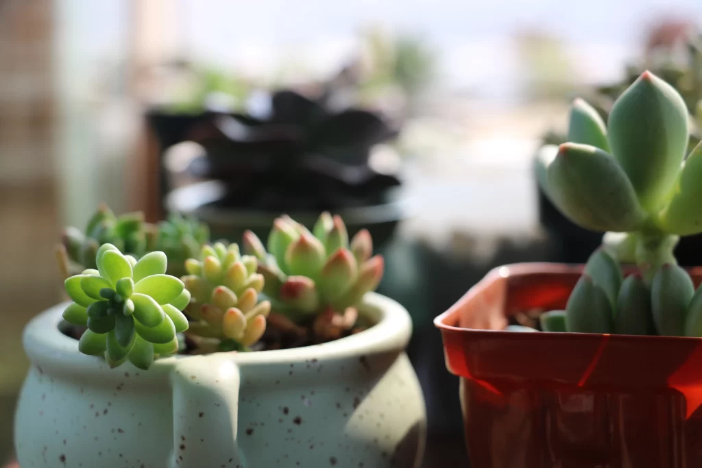 Succulent Green Red Speckled Pot Close Up