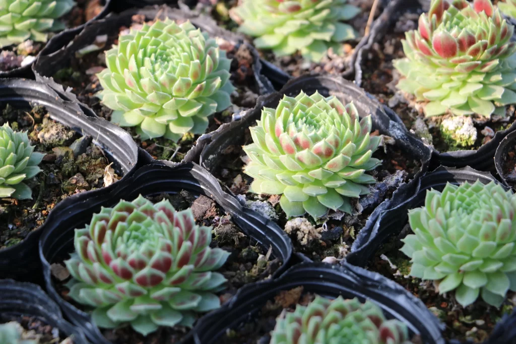 Succulent Green Red Thick Leaves Close Up gray Macro