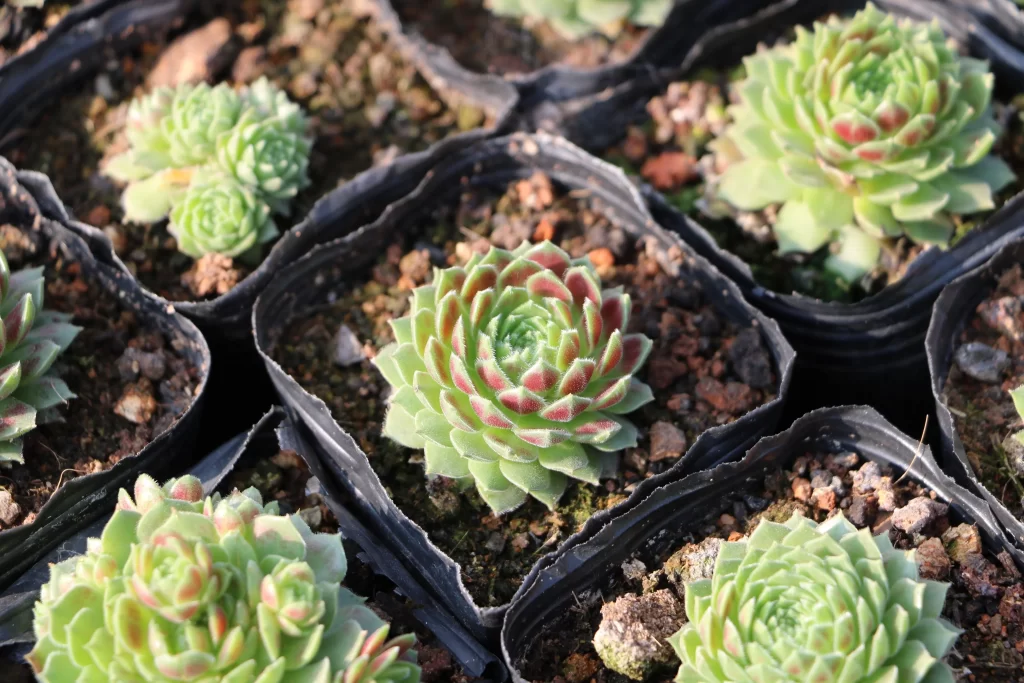 Succulent Green Red Thick Leaves Close Up gray Garden