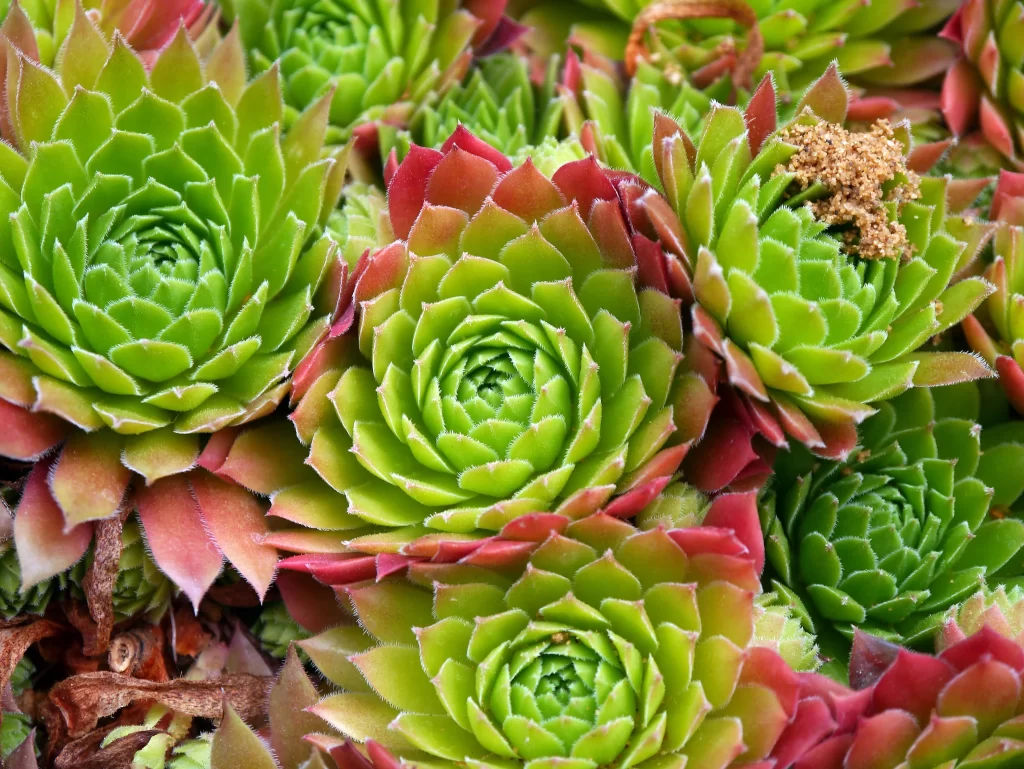 Succulent Green Red Thick Leaves Close neutral Up
