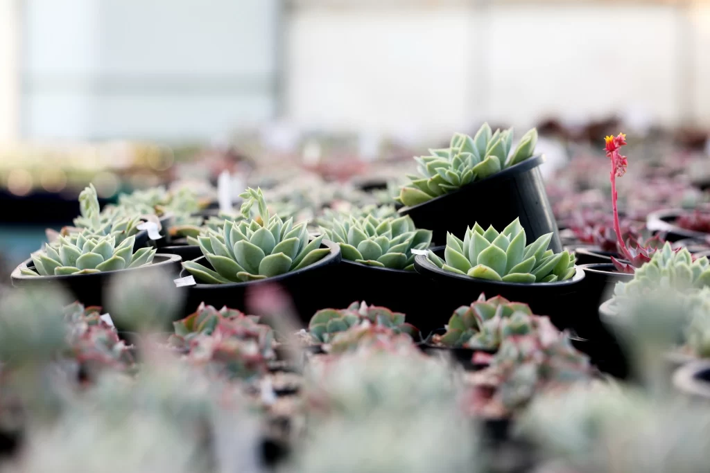 Succulent Green Red Thick Leaves Close gray Up