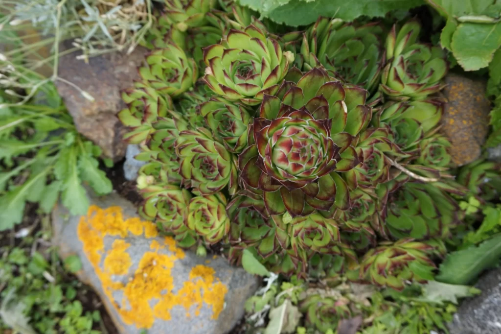 Succulent Green Red Thick Leaves Close Up neutral Garden