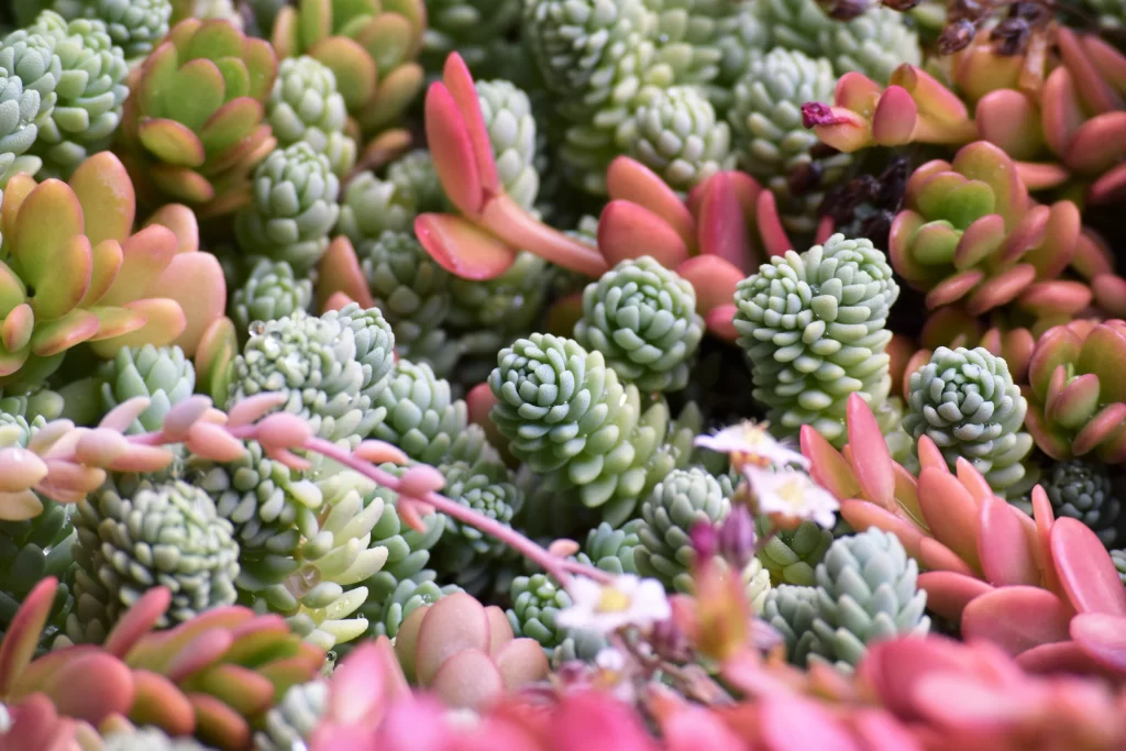 Succulent Green Red Thick Leaves Close Up gray Macro