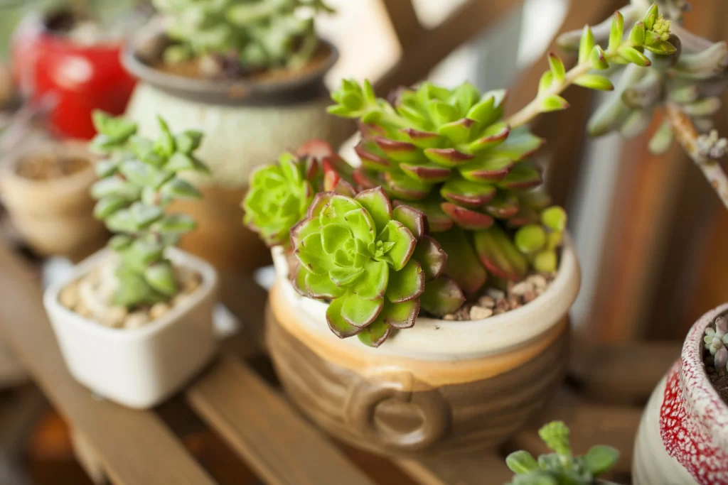 Succulent Green Red Thick Leaves Close neutral Up