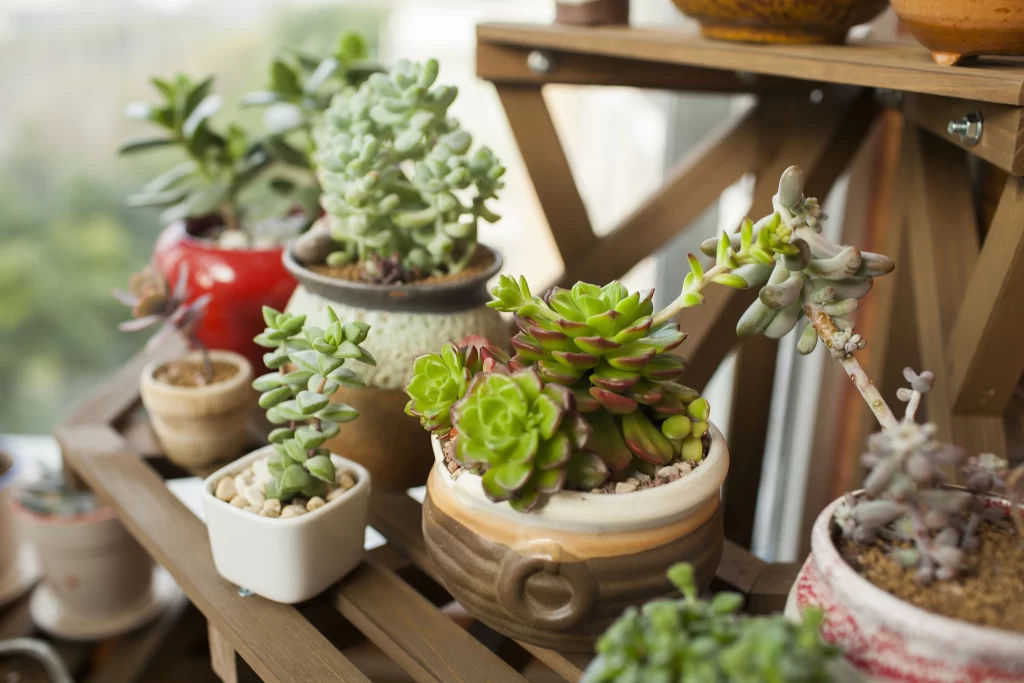 Succulent Green Red Thick Leaves Close gray Up
