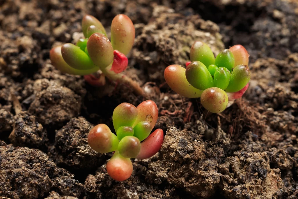 Succulent Green Red Thick Leaves Close Up gray Macro