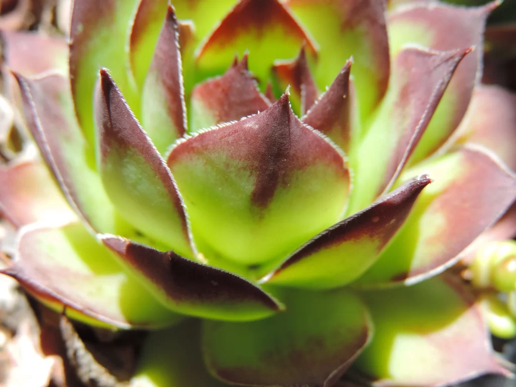 Succulent Green Red Thick Leaves Close neutral Up