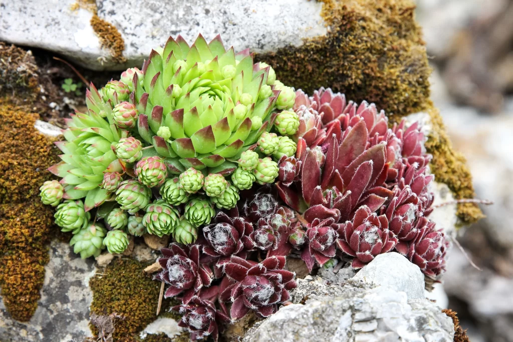 Succulent Green Red Thick Leaves Close gray Up