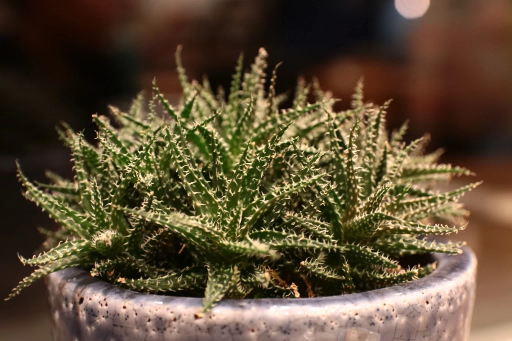 Succulent Green Spiky Leaves Close Up Macro