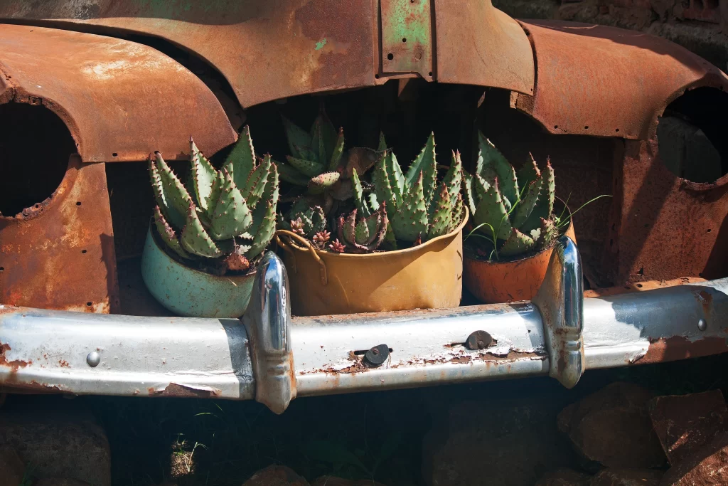 Succulent Green Spiky Leaves Rustic Metal