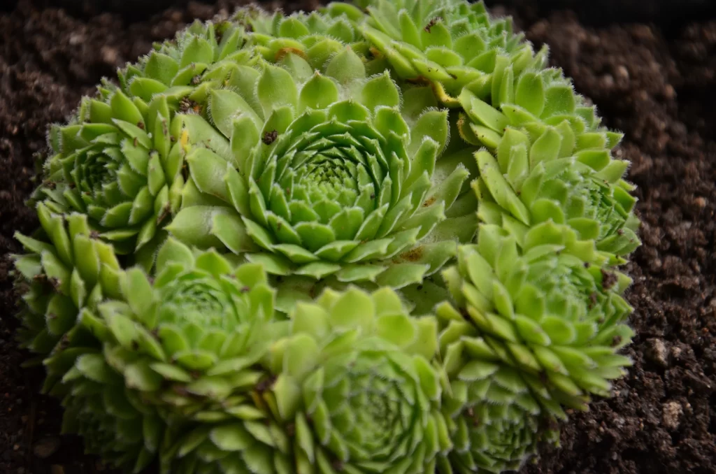 Succulent Green Thick Leaves Close Up Garden neutral Macro