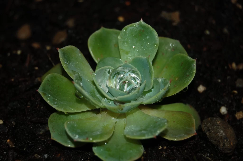 Succulent Green Thick Leaves Water Drops Macro