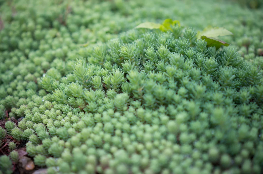 Succulent Green Thick Leaves Close Up Garden neutral Macro