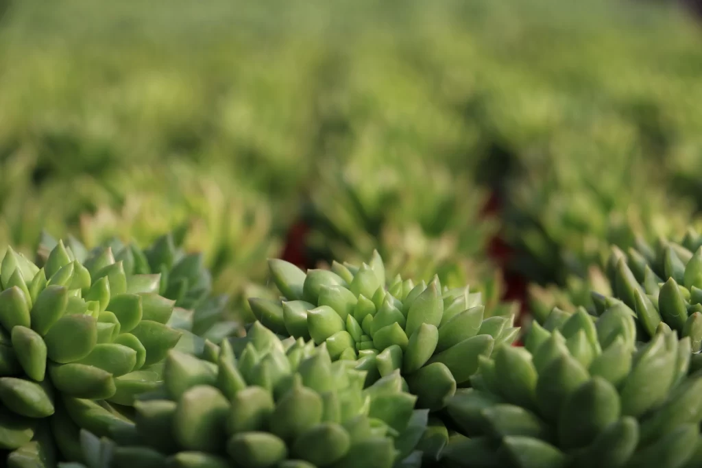 Succulent Green Thick Leaves Close Up Garden neutral Macro