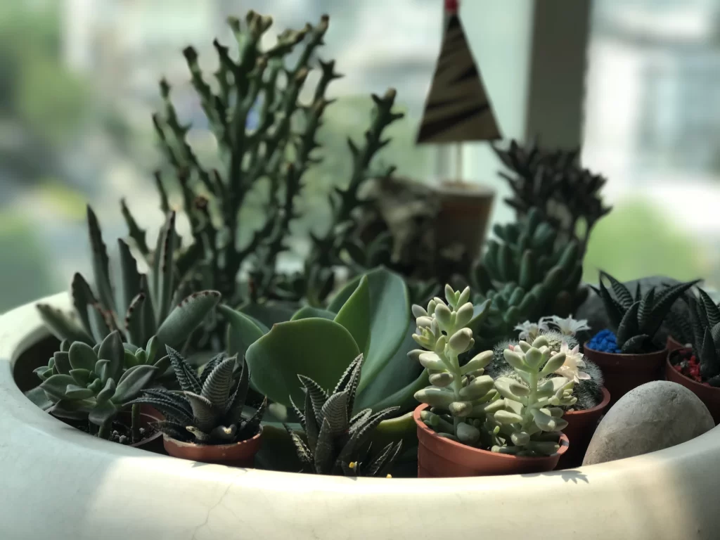Succulent Green Thick Leaves Spiky Texture Terracotta Pot