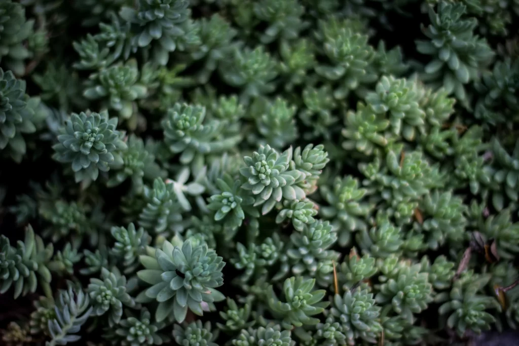 Succulent Green Thick Leaves Close Up gray Garden