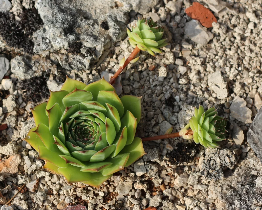 Succulent Green Thick Leaves Close Up gray Garden