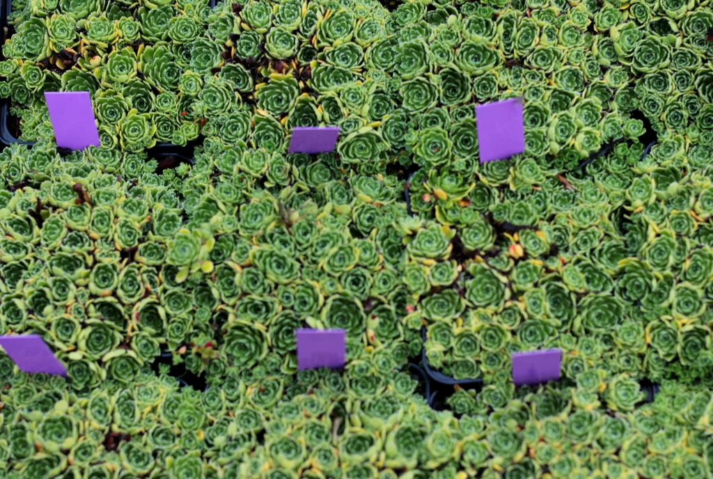 Succulent Green Thick Leaves Close Up neutral Garden