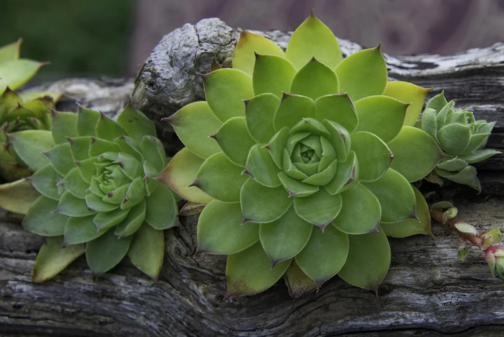 Succulent Green Thick Leaves Close Up Garden gray Macro