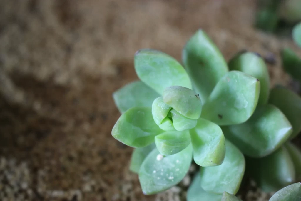 Succulent Green Thick Leaves Close Up gray Macro