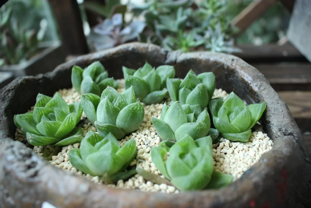 Succulent Green Thick Leaves Close Up Garden gray Macro