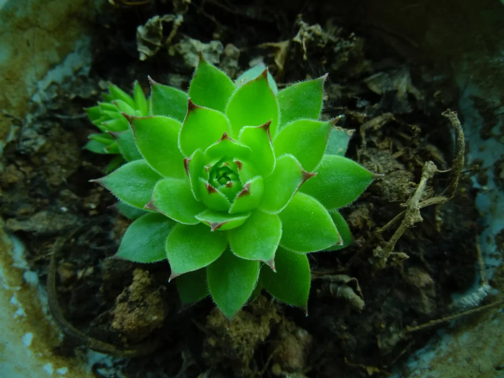 Succulent Green Thick Leaves Close Up neutral Macro