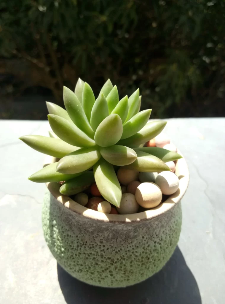Succulent Green Thick Leaves Close Up gray Macro