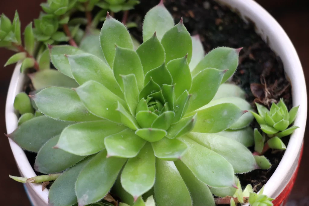 Succulent Green Thick Leaves Close Up neutral Macro